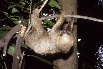 Southern zwei Zuchtfaultiere an einem Baumzweig Brasilien aufgehängt