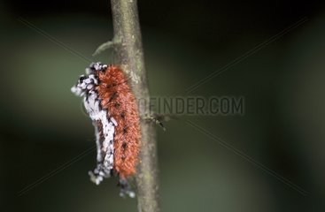 Caterpillar Panama