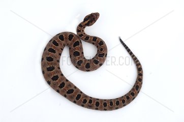 Carolina pigmy rattlesnake on white background