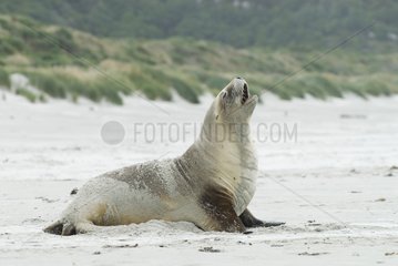 Female Hooker's sealion roaring on a sand beach New Zealand