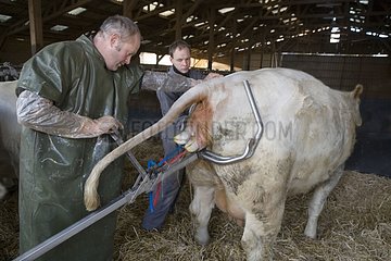 Farmer guiding the birth of a charolais calf France