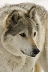 Portrait of a male Gray Wolf in winter