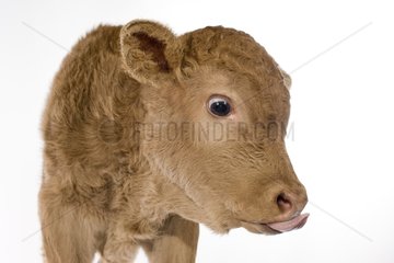 Porträt eines Neugeborenen -Limousinkalbs im Studio