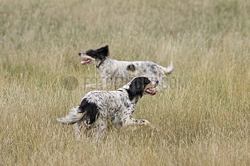 English setter running in a field France