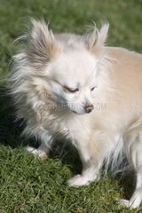 White Chihuahua in grass France