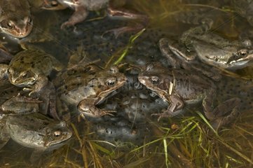 Gathering of European frogs during the spawn England