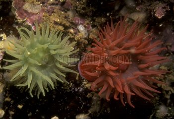 Rote Anemone und grüner Anemone Mer Mediterraner