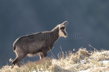 Chamois in wintry livery on a grassy slope Vosges