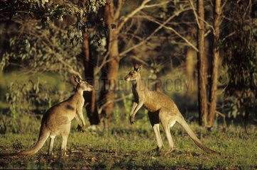 Combats entre mâles de Kangourou géant Australie