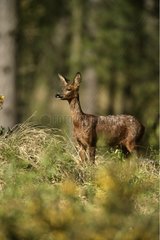 Roe Deer in grass Scotland