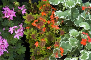 Pelargoniums odorants et colorés