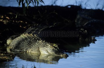 Crocodile marin se mettant à l'eau Australie