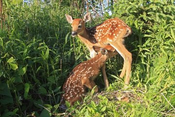 Young White-tailed deers in grass Minnesota USA