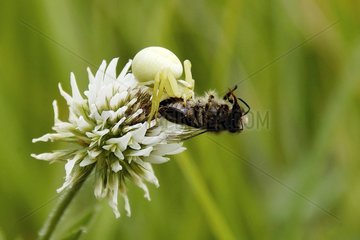 Spider taking a bee on an inflorescence