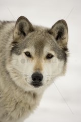 Portrait of a male Gray Wolf in winter