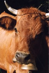 Portrait of a cow Tarentaise France