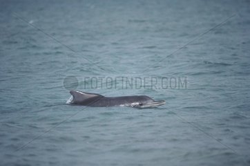 Atlantic humpbacked dolphin swimming in surface