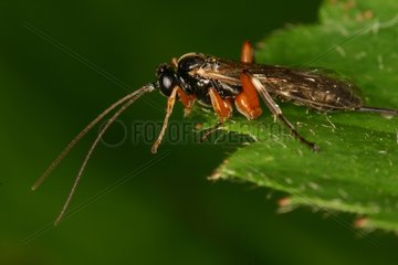 Parasitic Hymenoptera on a leaf Evere Natural Reserve