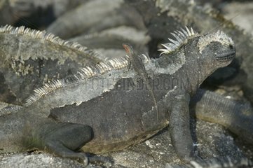 Eidechse auf der Rückseite von Iguane Marin Galapagos Ecuador