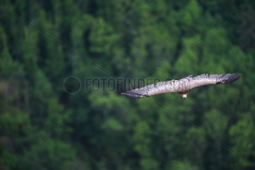 Eurasian Griffon Vulture flying Grands Causses des Cévennes