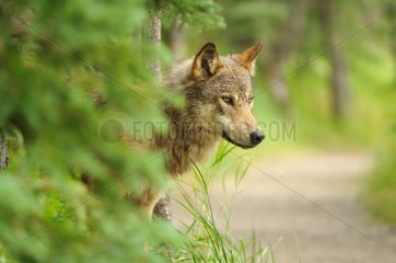 Gray wolf emerging from undergrowth Alaska USA