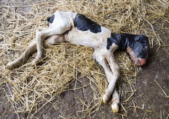 Aborted Prim'Holstein Calf France