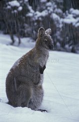 Wallaby rothals in Snowtasmanien