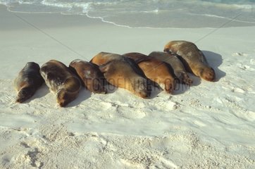 Galapagos Sea Lions resting on a beach Galapagos