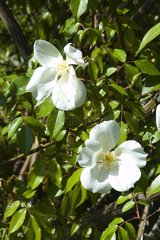 Rosier arbuste blanc à très grandes fleurs simples