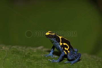 Deyeing poison frog on a leaf South America