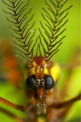 Portrait of a male crane fly Aquitaine France
