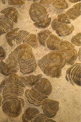 Fossil Trilobites Russia
