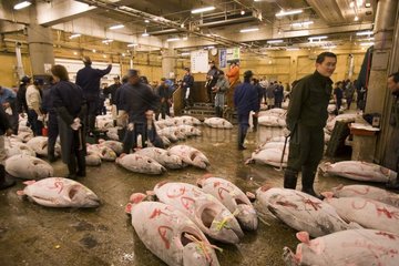 Sale of tunas frozen for auction sale Tsukuji [AT]