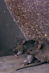 Two Common House Mice in an attic France