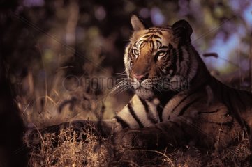 Bengalen Tiger Lüge Bandhavgarh PN Indien