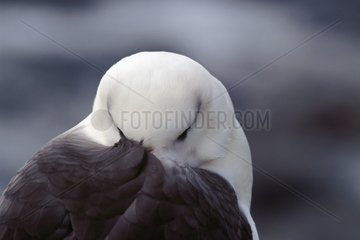 Black browed Albatros grooming