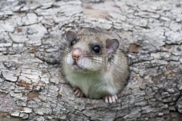 Fat Dormouse careful at nest entry in a tree Germany