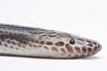 Sunbeam snake native to Southeast Asia in studio