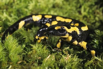 Speckled salamander in the grass France