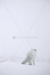 Arktischer Fuchs  der in Island auf dem Schnee geht