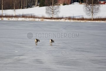 Domestic reindeers crossing a frozen lake Sweden