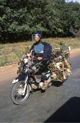 Mann  der lebende HÃ¼hner auf seinem Motorrad Vietnam transportiert