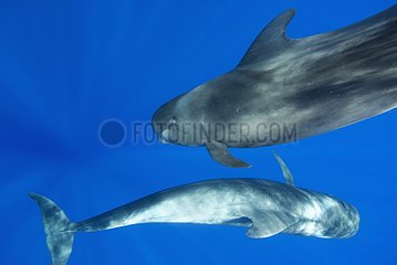 Pilot whales swirling around in play Canary Islands