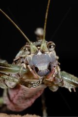 Porträt einer neotropischen Heuschrecken -French Guayana