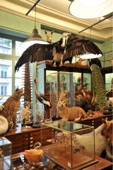 Taxidermist & natural collection of the shop Deyrolle Paris