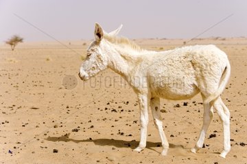 Albino ass' foal Desert of Tenere Niger