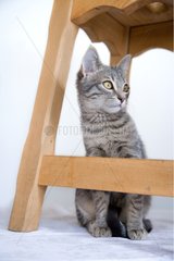 Tabby cat under a stool in Oberbruck in the Haut-Rhin