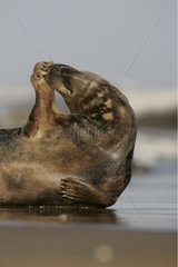 Youg adult Gray Seal scraping his muzzle Britany