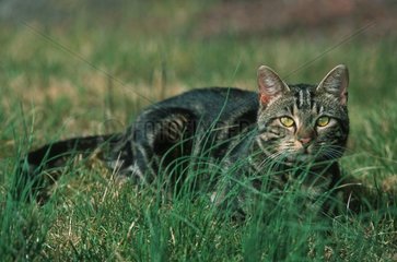 Katze im Gras liegt