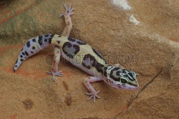 Young Common Leopard Gecko in a terrarium